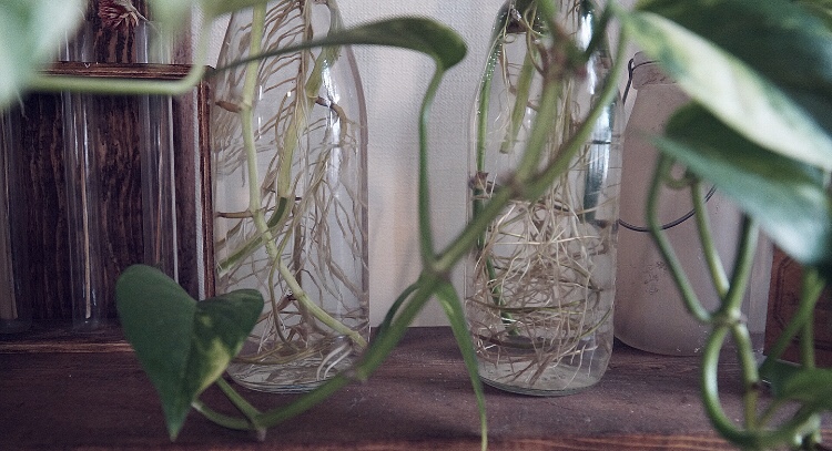 植物を育てるブログGreensWorksポトス水挿しの画像04