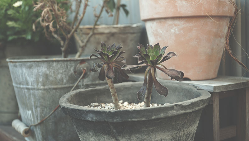 植物を育てるブログGreensWorks 黒法師の画像02
