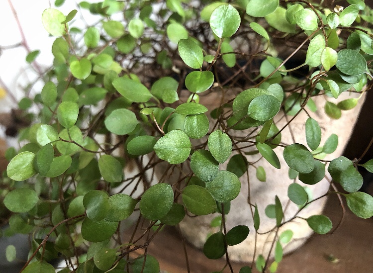 観葉植物の定番 ワイヤープランツを育てる 植物を育てるブログ Greens Works