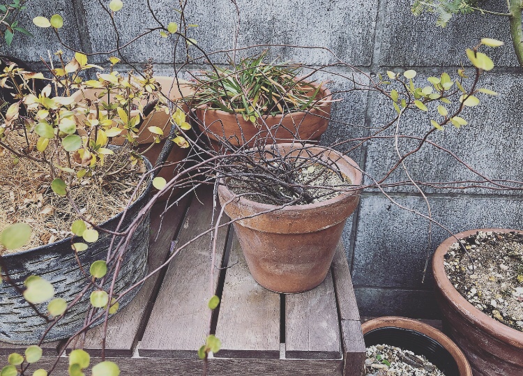 観葉植物の定番 ワイヤープランツを育てる 植物を育てるブログ Greens Works