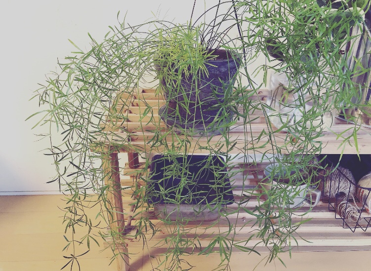 一年中元気なアスパラガス 植物を育てるブログ Greens Works