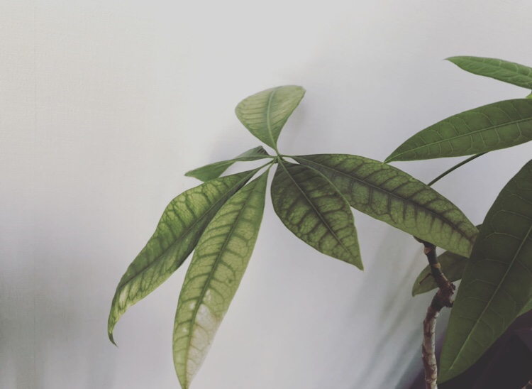 パキラ 落葉からの復活 植物を育てるブログ Greens Works